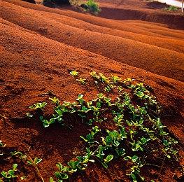 合作生存游戏《RuneScape: Dragonwilds》Steam页面 发售日待定